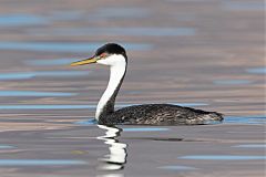 Western Grebe